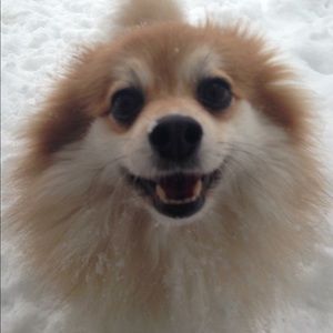 Meet your Posher, Connie